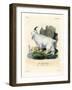 Rocky Mountain Goat-null-Framed Giclee Print