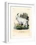 Rocky Mountain Goat-null-Framed Giclee Print