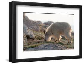 Rocky Mountain goats coming to  summit to look for minerals, Mount Evans Wilderness Area, Colorado-Maresa Pryor-Luzier-Framed Photographic Print