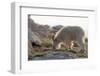 Rocky Mountain goats coming to  summit to look for minerals, Mount Evans Wilderness Area, Colorado-Maresa Pryor-Luzier-Framed Photographic Print