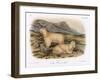 Rocky Mountain Goats-null-Framed Giclee Print