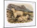 Wood Mount