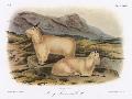 Laminate