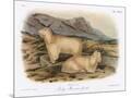 Wood Mount