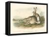 Rocky Mountain Hare-John James Audubon-Framed Stretched Canvas