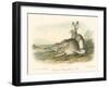 Rocky Mountain Hare-John James Audubon-Framed Art Print