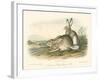 Rocky Mountain Hare-John James Audubon-Framed Art Print