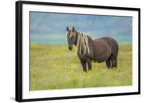 Rocky mountain horse, Bozeman, Montana, USA. June-Phil Savoie-Framed Photographic Print