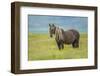 Rocky mountain horse, Bozeman, Montana, USA. June-Phil Savoie-Framed Photographic Print