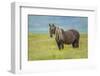 Rocky mountain horse, Bozeman, Montana, USA. June-Phil Savoie-Framed Photographic Print