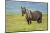 Rocky mountain horse, Bozeman, Montana, USA. June-Phil Savoie-Mounted Photographic Print