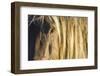 Rocky mountain horse close up of head and mane, Bozeman, Montana, USA. June-Phil Savoie-Framed Photographic Print