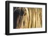 Rocky mountain horse close up of head and mane, Bozeman, Montana, USA. June-Phil Savoie-Framed Photographic Print