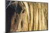 Rocky mountain horse close up of head and mane, Bozeman, Montana, USA. June-Phil Savoie-Mounted Photographic Print