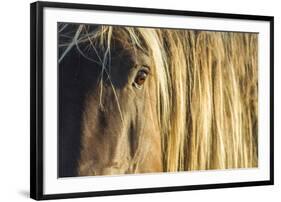 Rocky mountain horse close up of head and mane, Bozeman, Montana, USA. June-Phil Savoie-Framed Photographic Print