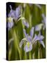 Rocky Mountain Iris (Iris Missouriensis), Pike and San Isabel National Forest, Colorado-null-Stretched Canvas