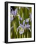 Rocky Mountain Iris (Iris Missouriensis), Pike and San Isabel National Forest, Colorado-null-Framed Photographic Print