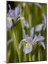 Rocky Mountain Iris (Iris Missouriensis), Pike and San Isabel National Forest, Colorado-null-Mounted Photographic Print