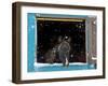 Rocky mountain looking out of stall during snow storm, New Mexico-Maresa Pryor-Framed Photographic Print