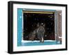 Rocky mountain looking out of stall during snow storm, New Mexico-Maresa Pryor-Framed Photographic Print