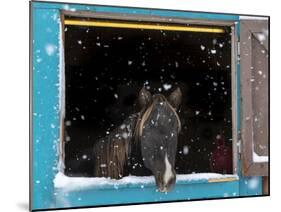 Rocky mountain looking out of stall during snow storm, New Mexico-Maresa Pryor-Mounted Photographic Print