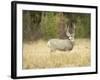 Rocky Mountain Mule Deer Buck on a Rainy Fall Day, Odocoileus Hemionus, Wyoming, Wild-Maresa Pryor-Framed Photographic Print