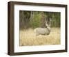 Rocky Mountain Mule Deer Buck on a Rainy Fall Day, Odocoileus Hemionus, Wyoming, Wild-Maresa Pryor-Framed Photographic Print