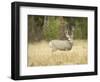 Rocky Mountain Mule Deer Buck on a Rainy Fall Day, Odocoileus Hemionus, Wyoming, Wild-Maresa Pryor-Framed Photographic Print