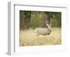 Rocky Mountain Mule Deer Buck on a Rainy Fall Day, Odocoileus Hemionus, Wyoming, Wild-Maresa Pryor-Framed Photographic Print