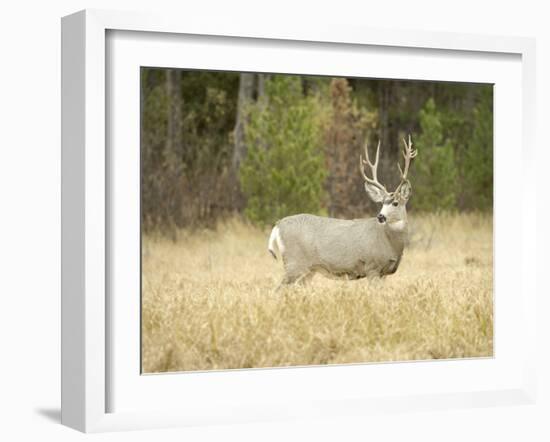 Rocky Mountain Mule Deer Buck on a Rainy Fall Day, Odocoileus Hemionus, Wyoming, Wild-Maresa Pryor-Framed Photographic Print