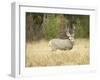 Rocky Mountain Mule Deer Buck on a Rainy Fall Day, Odocoileus Hemionus, Wyoming, Wild-Maresa Pryor-Framed Photographic Print