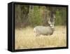 Rocky Mountain Mule Deer Buck on a Rainy Fall Day, Odocoileus Hemionus, Wyoming, Wild-Maresa Pryor-Framed Stretched Canvas