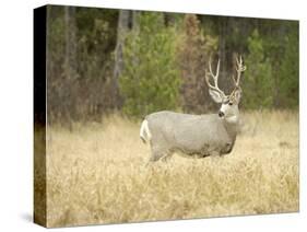 Rocky Mountain Mule Deer Buck on a Rainy Fall Day, Odocoileus Hemionus, Wyoming, Wild-Maresa Pryor-Stretched Canvas