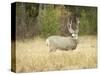 Rocky Mountain Mule Deer Buck on a Rainy Fall Day, Odocoileus Hemionus, Wyoming, Wild-Maresa Pryor-Stretched Canvas