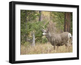 Rocky mountain mule deer buck, Signal Mountain, Grand Tetons National Park, Wyoming, USA-Maresa Pryor-Framed Premium Photographic Print