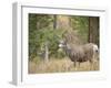 Rocky mountain mule deer buck, Signal Mountain, Grand Tetons National Park, Wyoming, USA-Maresa Pryor-Framed Premium Photographic Print