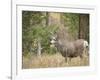 Rocky mountain mule deer buck, Signal Mountain, Grand Tetons National Park, Wyoming, USA-Maresa Pryor-Framed Photographic Print