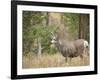 Rocky mountain mule deer buck, Signal Mountain, Grand Tetons National Park, Wyoming, USA-Maresa Pryor-Framed Photographic Print