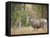 Rocky mountain mule deer buck, Signal Mountain, Grand Tetons National Park, Wyoming, USA-Maresa Pryor-Framed Stretched Canvas