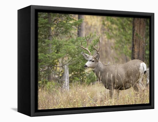 Rocky mountain mule deer buck, Signal Mountain, Grand Tetons National Park, Wyoming, USA-Maresa Pryor-Framed Stretched Canvas