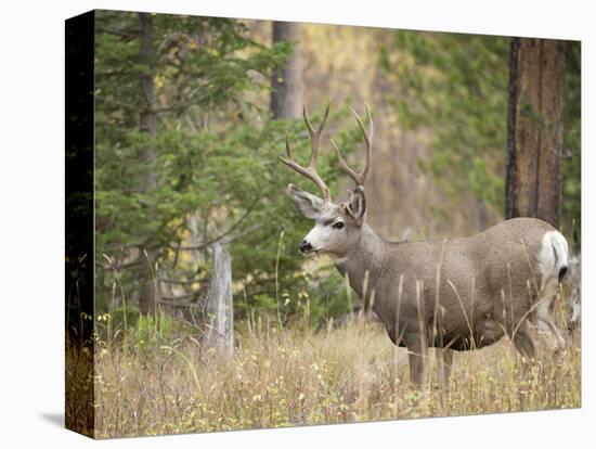 Rocky mountain mule deer buck, Signal Mountain, Grand Tetons National Park, Wyoming, USA-Maresa Pryor-Stretched Canvas