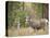 Rocky mountain mule deer buck, Signal Mountain, Grand Tetons National Park, Wyoming, USA-Maresa Pryor-Stretched Canvas
