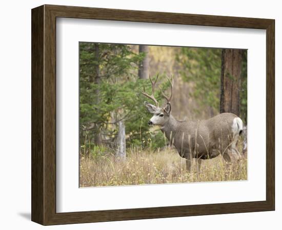 Rocky mountain mule deer buck, Signal Mountain, Grand Tetons National Park, Wyoming, USA-Maresa Pryor-Framed Photographic Print