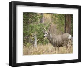 Rocky mountain mule deer buck, Signal Mountain, Grand Tetons National Park, Wyoming, USA-Maresa Pryor-Framed Photographic Print