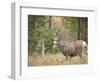 Rocky mountain mule deer buck, Signal Mountain, Grand Tetons National Park, Wyoming, USA-Maresa Pryor-Framed Photographic Print