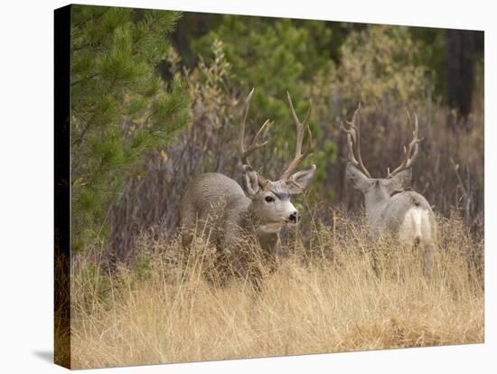 Rocky Mountain Mule Deer Bucks, Odocoileus Hemionus, Wyoming, Wild-Maresa Pryor-Stretched Canvas