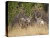 Rocky Mountain Mule Deer Bucks, Odocoileus Hemionus, Wyoming, Wild-Maresa Pryor-Stretched Canvas