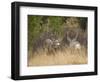 Rocky Mountain Mule Deer Bucks, Odocoileus Hemionus, Wyoming, Wild-Maresa Pryor-Framed Photographic Print