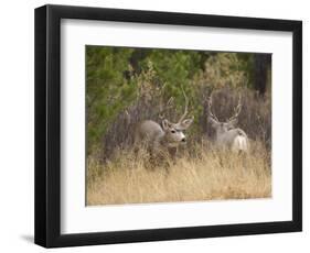 Rocky Mountain Mule Deer Bucks, Odocoileus Hemionus, Wyoming, Wild-Maresa Pryor-Framed Photographic Print