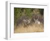 Rocky Mountain Mule Deer Bucks, Odocoileus Hemionus, Wyoming, Wild-Maresa Pryor-Framed Photographic Print